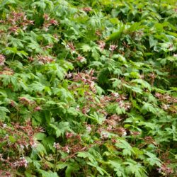 Geranium macrorrhizum Album