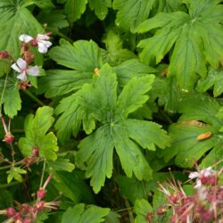 Geranium macrorrhizum Album