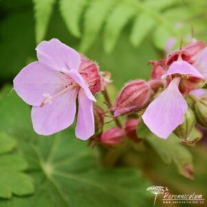Geranium macrorrhizum Ingwersen's Variety