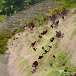 Aberglasney Gardens - letnickovy zahon