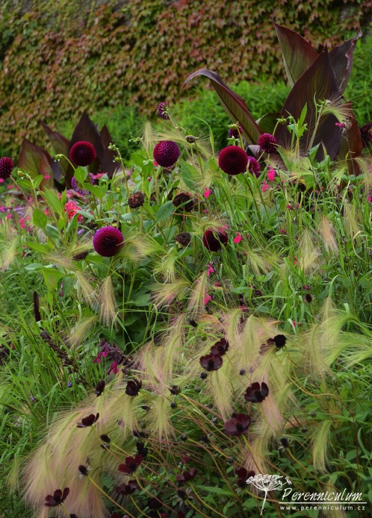 Letničkový záhon na vlně 7 Pozadí záhonu dominují tmavolisté kany (Canna 'Wyoming')