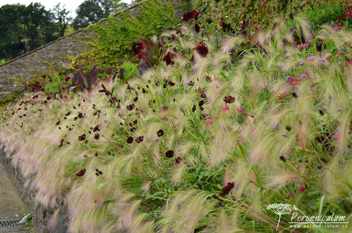Letničkový záhon na vlně 1 Aberglasney Gardens letnickovy zahon 08