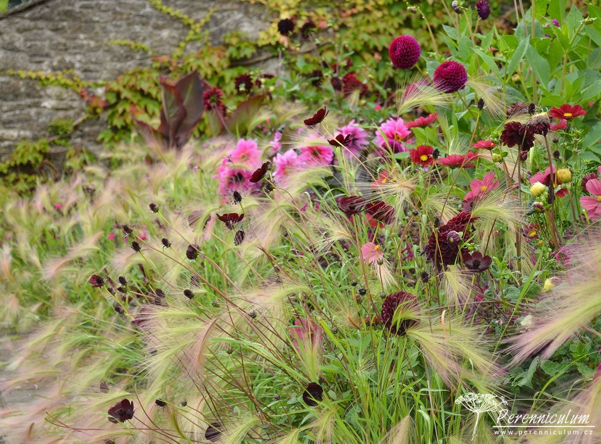 Letničkový záhon na vlně 5 Aberglasney Gardens letnickovy zahon 15