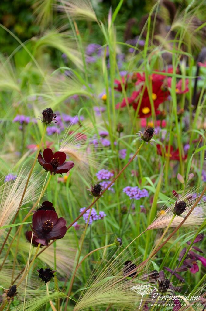 Letničkový záhon na vlně 8 V popředí drobné květy krásenky (Cosmos atrosanguineus 'Chocolate') se prolínají s klasy ječmene (Hordeum jubatum) a fialovými květy sporýše (Verbena bonariensis 'Lollipop' ).
