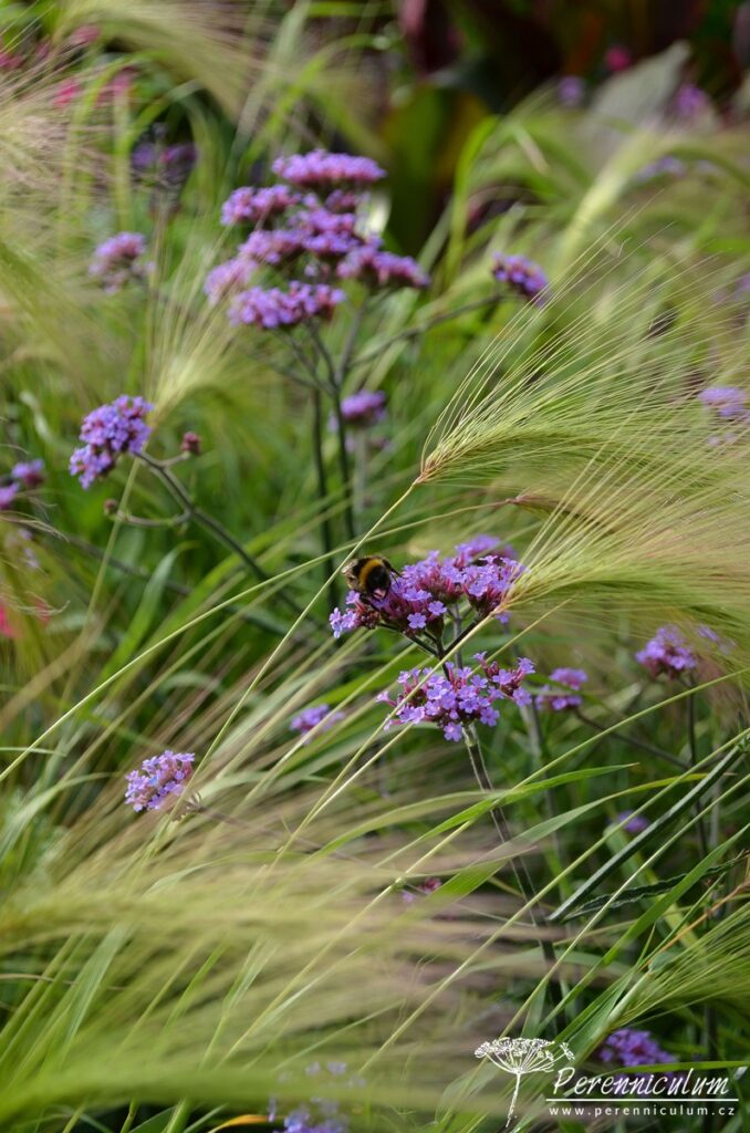 Letničkový záhon na vlně 3 Nižší kultivar sporýše Verbena bonariensis 'Lollipop' kvete mezi klásky ječmene.