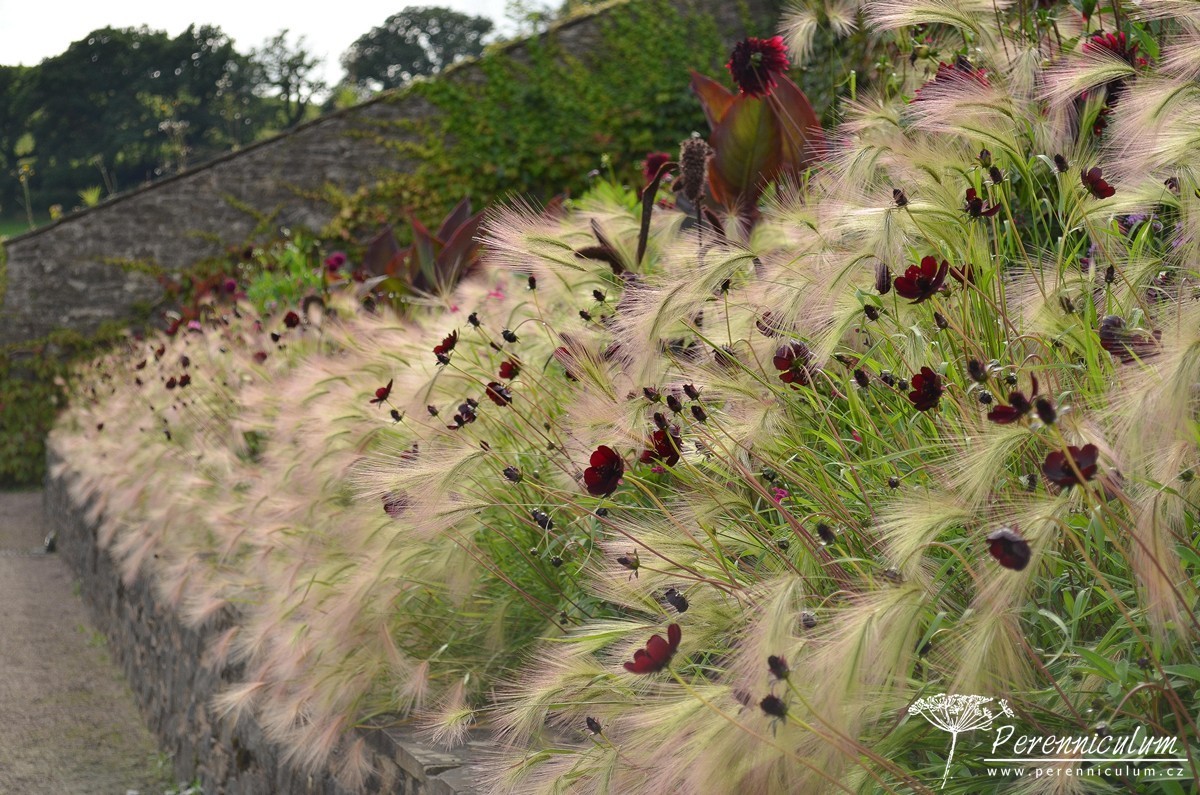 Letničkový záhon na vlně 9 Celkový pohled na letničkový záhon ve světle zapadajícího slunce.