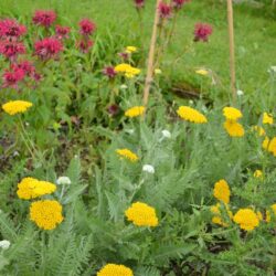 Achillea Coronation Gold