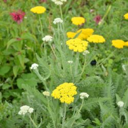 Achillea Coronation Gold