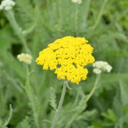 Achillea Coronation Gold