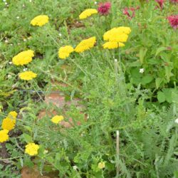 Achillea Coronation Gold