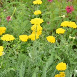 Achillea Coronation Gold
