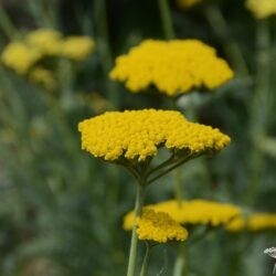 Achillea filipendulina 'Coronation Gold'