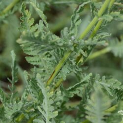 Achillea filipendulina 'Coronation Gold'