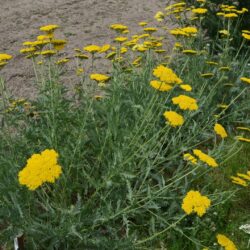 Achillea filipendulina 'Coronation Gold'