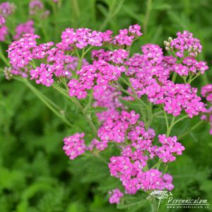 Achillea millefolium Lilac Beauty