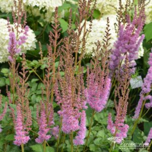 Astilbe chinensis var. taquetii Superba