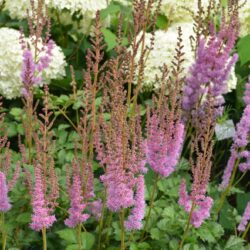 Astilbe chinensis var. taquetii Superba