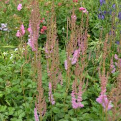 Astilbe chinensis var. taquetii Superba