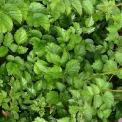 Astilbe chinensis var. taquetii Superba