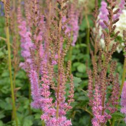 Astilbe chinensis var. taquetii Superba