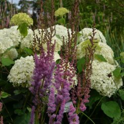 Astilbe chinensis var. taquetii Superba