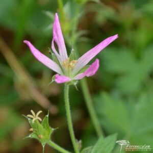 Geranium × oxonianum f. thurstonianum David McClintock