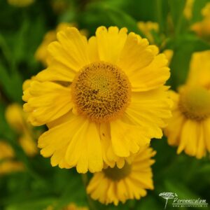 Helenium Butterpat