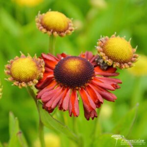 Helenium Potter's Wheel