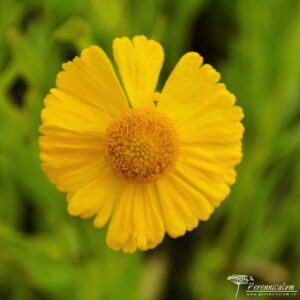 Helenium Pumilum Magnificum