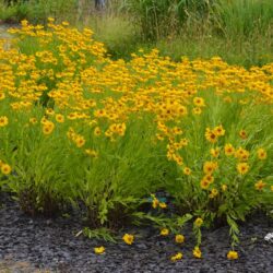 Helenium Pumilum Magnificum