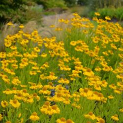 Helenium Pumilum Magnificum
