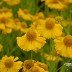 Helenium Pumilum Magnificum
