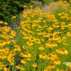 Helenium Pumilum Magnificum