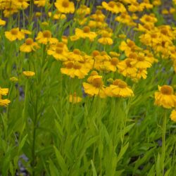 Helenium Pumilum Magnificum
