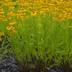 Helenium Pumilum Magnificum