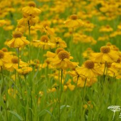 Helenium Pumilum Magnificum