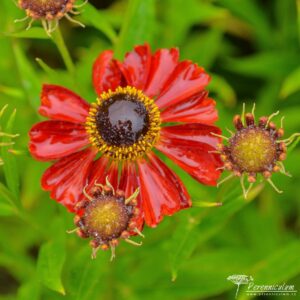 Helenium Rubinzwerg