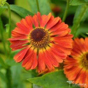 Helenium Salsa