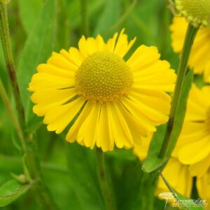 Helenium Sombrero