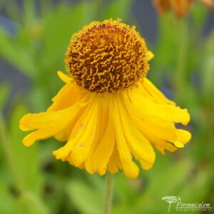 Helenium The Bishop