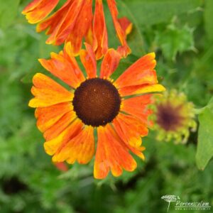 Helenium Waltraut