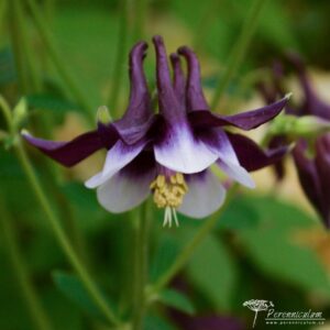 Aquilegia vulgaris William Guiness 02