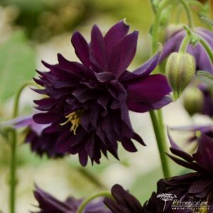 Aquilegia vulgaris var. stellata Black Barlow