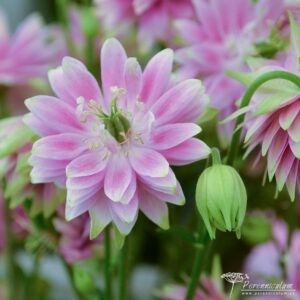 Aquilegia vulgaris var. stellata Nora Barlow 01