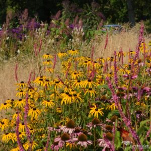 sussex prairie garden