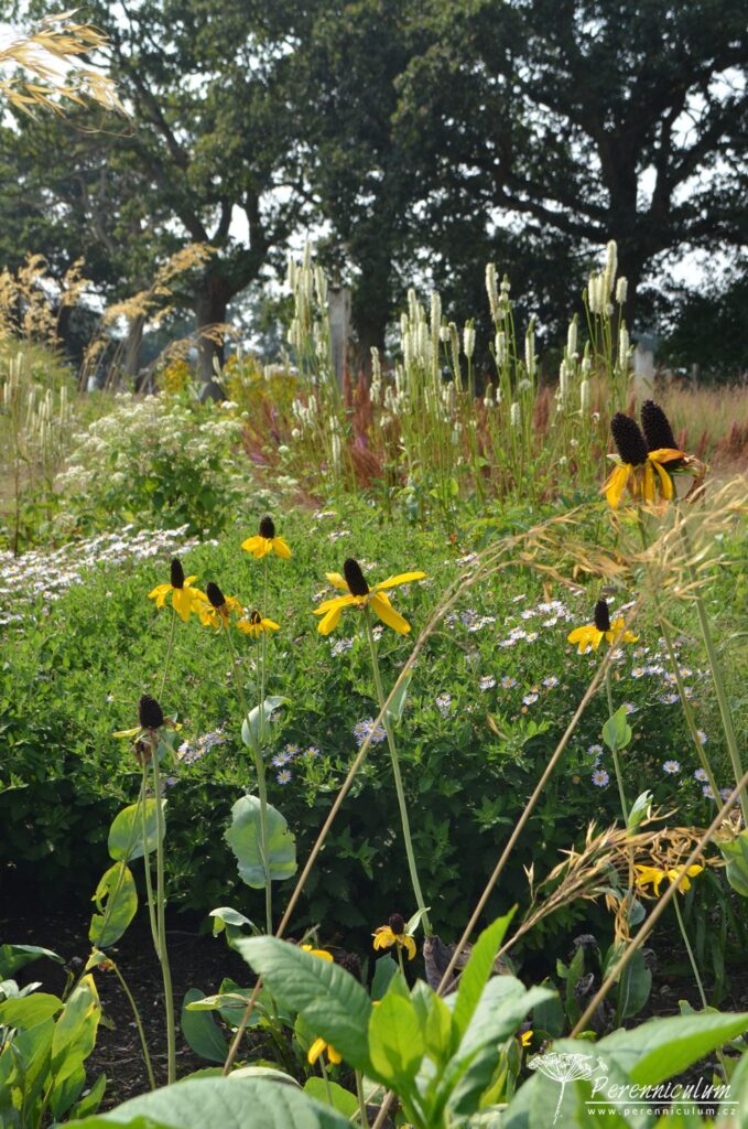 Třapatky (Rudbeckia), krvavce (Sanguisorba) a okrasné trávy dominují prériovým záhonům.
