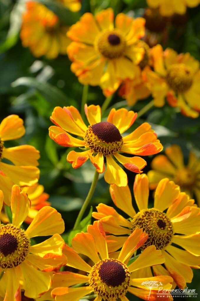 V záhonu se člověk dostane do bezprostřední blízkosti květů, takže může obdivovat detaily například tohoto "dvoubarevného" zápleváku (Helenium 'Rauch Topaz').