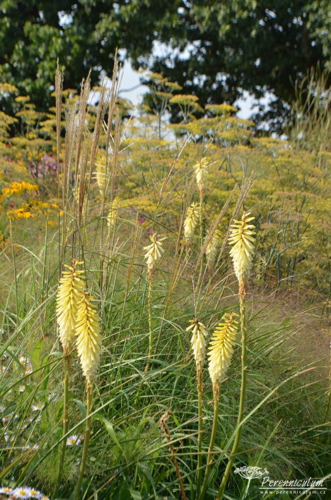 Banánově žlutý kultivar mnohokvětu (Kniphofia 'False Maid') ladí s lehce bronzovými listy fenyklu (Foeniculum vulgare) a okrasnou trávou (Miscanthus).