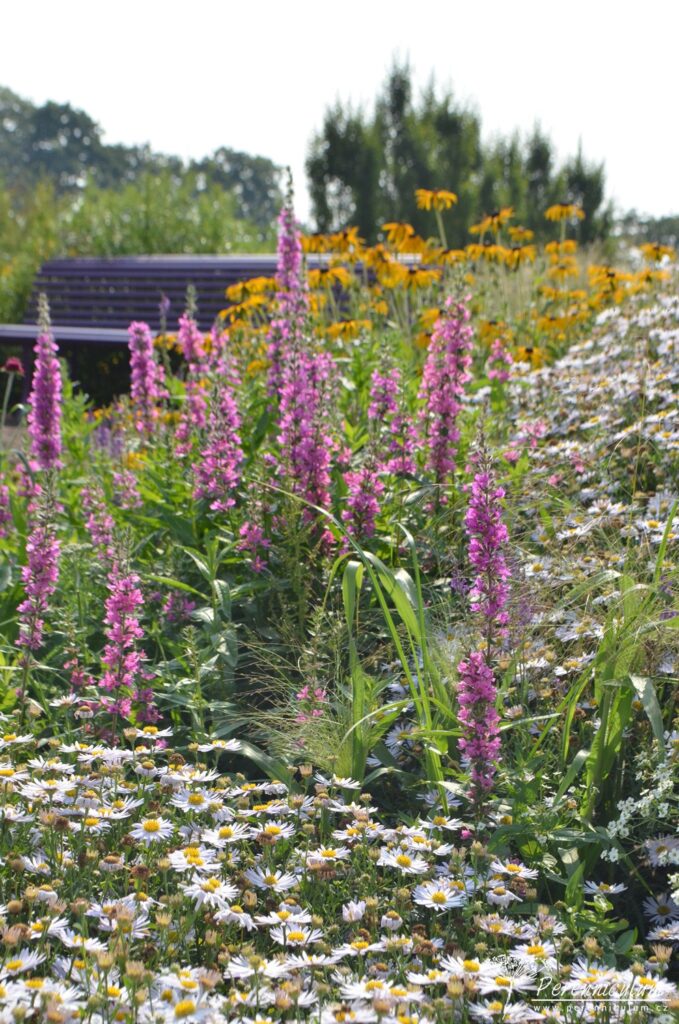 Bílé podzimní hvězdnice s růžovými špičkami kypreje vrbice (Lythrum salicaria) a v pozadí rozzářenou třapatkou (Rudbeckia fulgida).