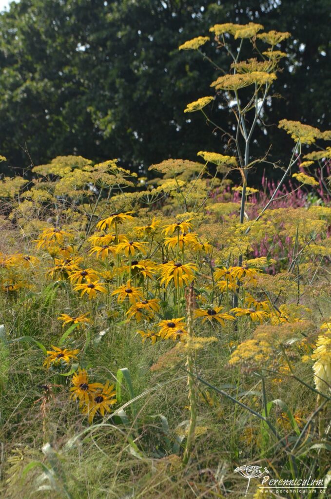 Kombinace zlatožluté třapatky (Rudbeckia) a bronzovo-žlutého fenyklu (Foeniculum).